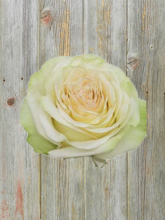 DYNAMIC  CREAM GARDEN ROSE